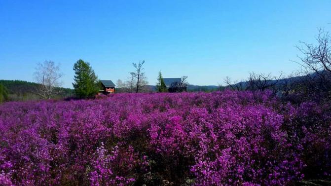 Hulunbuir prairie in 2014 -- my trip to Rhododendron in May