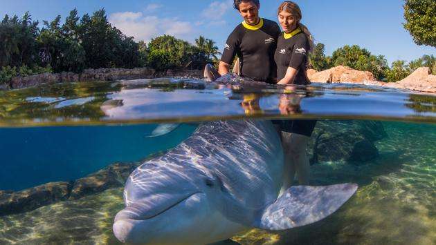 SeaWorld Parks Offer Free Admission for US Military Members, Veterans and Their Families