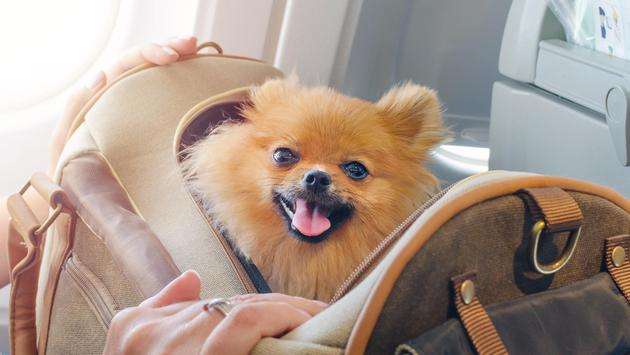 Southwest Joins Other Airlines in Banning Emotional Support Animals